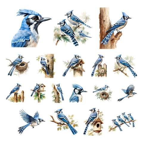Bluejays Ephemera