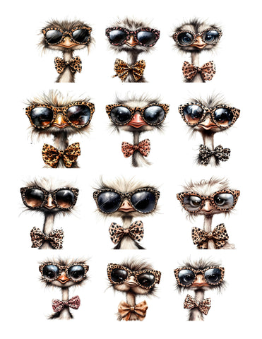 Bold Beauty Cute Ostrich Ephemera