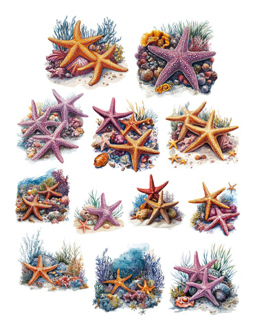 Starfish Ephemera